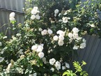 Волосы мёртвой царевны (Fantanella)